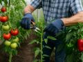 Как спасти томаты от мучнистой росы: советы и рекомендации