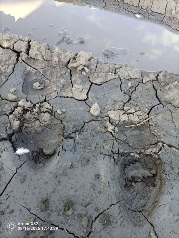 Глава Первомайское района Алексей Коверзнев поделился фотографиями следов медведя Глава Первомайское района Алексей Коверзнев поделился фотографиями следов медведя