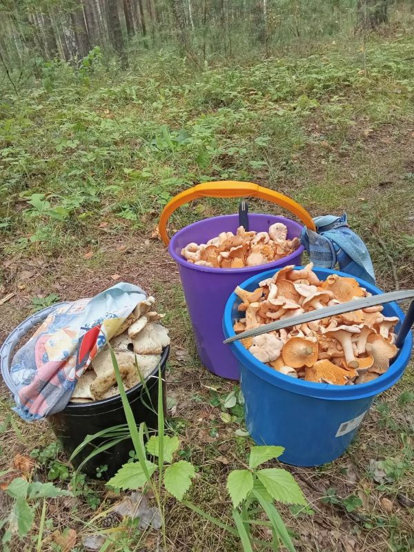 В лесах продолжается грибной сезон В лесах продолжается грибной сезон