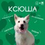 Дорогие подписчики!. Знакомьтесь — КСЮША! Эта белоснежная красавица с трогательными глазкамибусинками, милым розовым носиком и забавными лохматыми ушками очень ждёт своего человека