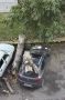 Дерево рухнуло на припаркованный автомобиль в Барнауле