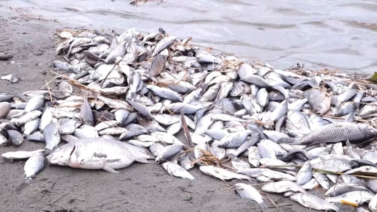 Аномальная жара в Алтайском крае спровоцировала развитие смертельной рыбьей болезни