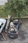 Дерево рухнуло на припаркованный автомобиль в Барнауле