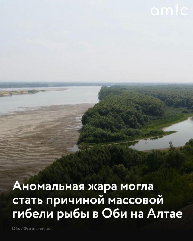 Массовую гибель рыбы фиксировали летом 2026 года в протоках Оби на территории Каменского и Шелаболихинского районов Алтайского края