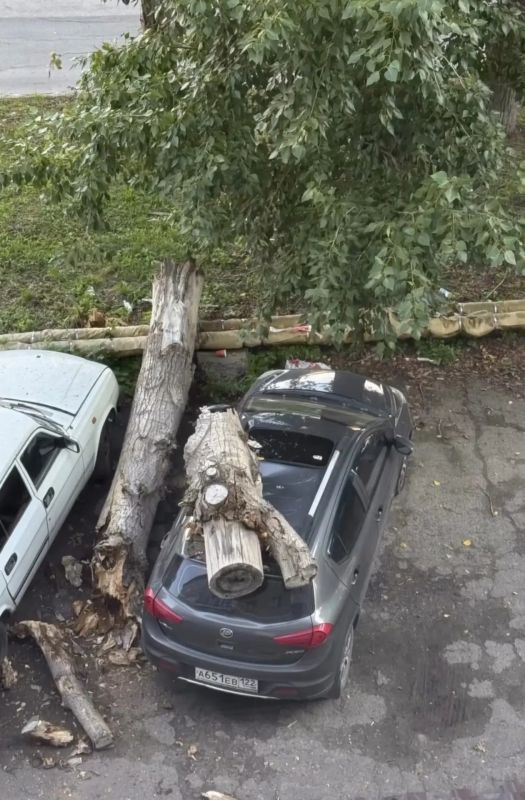 Дерево рухнуло на припаркованный автомобиль в Барнауле