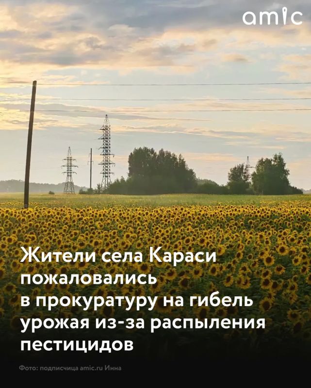 В селе Караси Крутихинского района Алтайского края жители лишились урожая изза попадания пестицидов на приусадебные участки, сообщают "Вести Алтай"