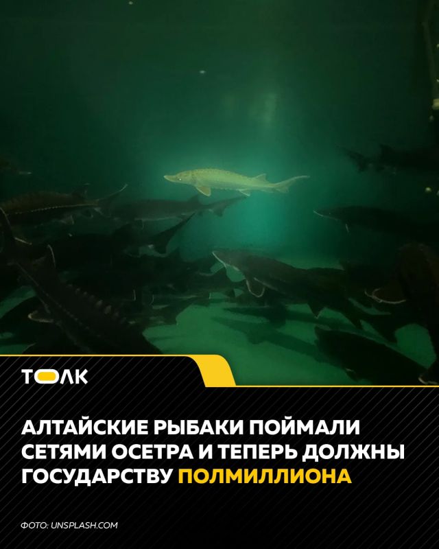 Двое рыбаков в Павловском районе поставили сети на Оби и наловили осетра