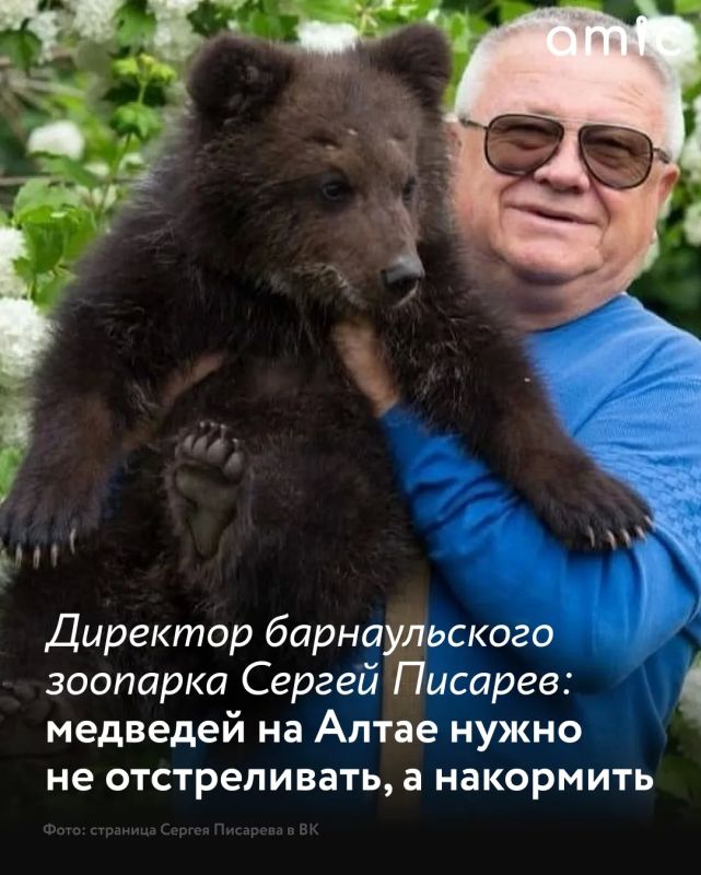 Директор барнаульского зоопарка Сергей Писарев считает, что медведей на Алтае не стоит отстреливать, а нужно накормить перед зимней спячкой