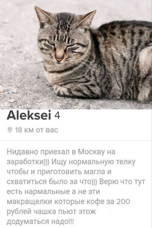 Кототиндер для животных из приютов разработали в Алтайском крае — чтобы успешнее пристраивать одиноких хвостатых