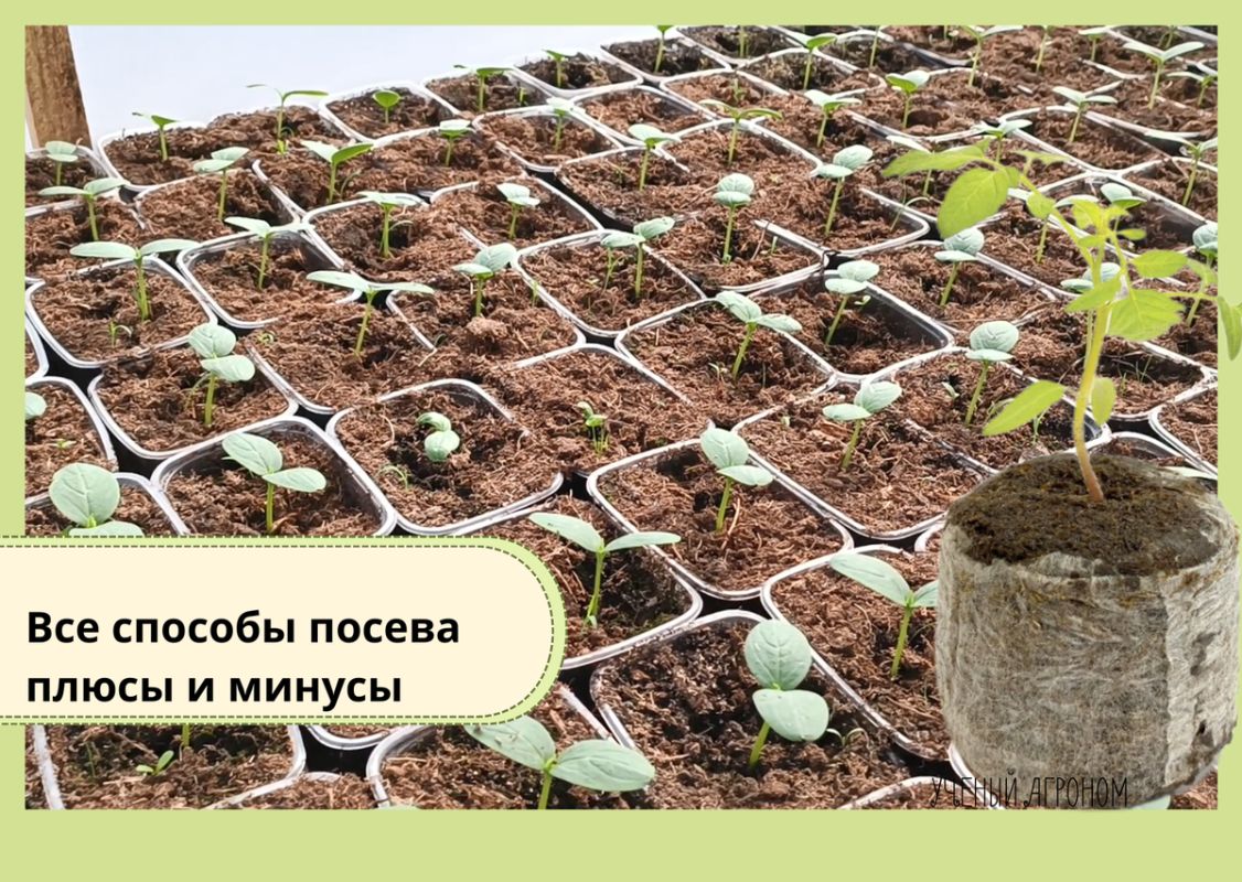 Как правильно выбрать тару для рассады: важные детали и советы