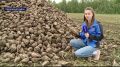 В Алтайском крае началась уборка сахарной свёклы