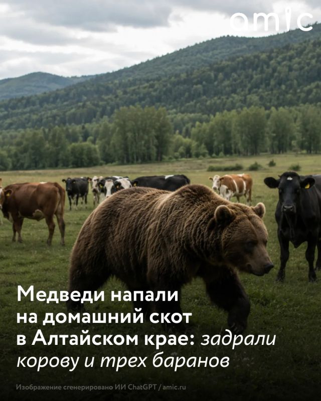 Медведь загрыз корову и ранил теленка на пастбище неподалеку от Ельцовки Алтайского края