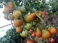 Сенсационные сорта помидоров, способные удивить даже самых искушенных огородников