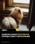 Померанские шпицы стали самыми популярными собаками среди барнаульцев