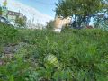 Арбуз вырос в центре Барнаула