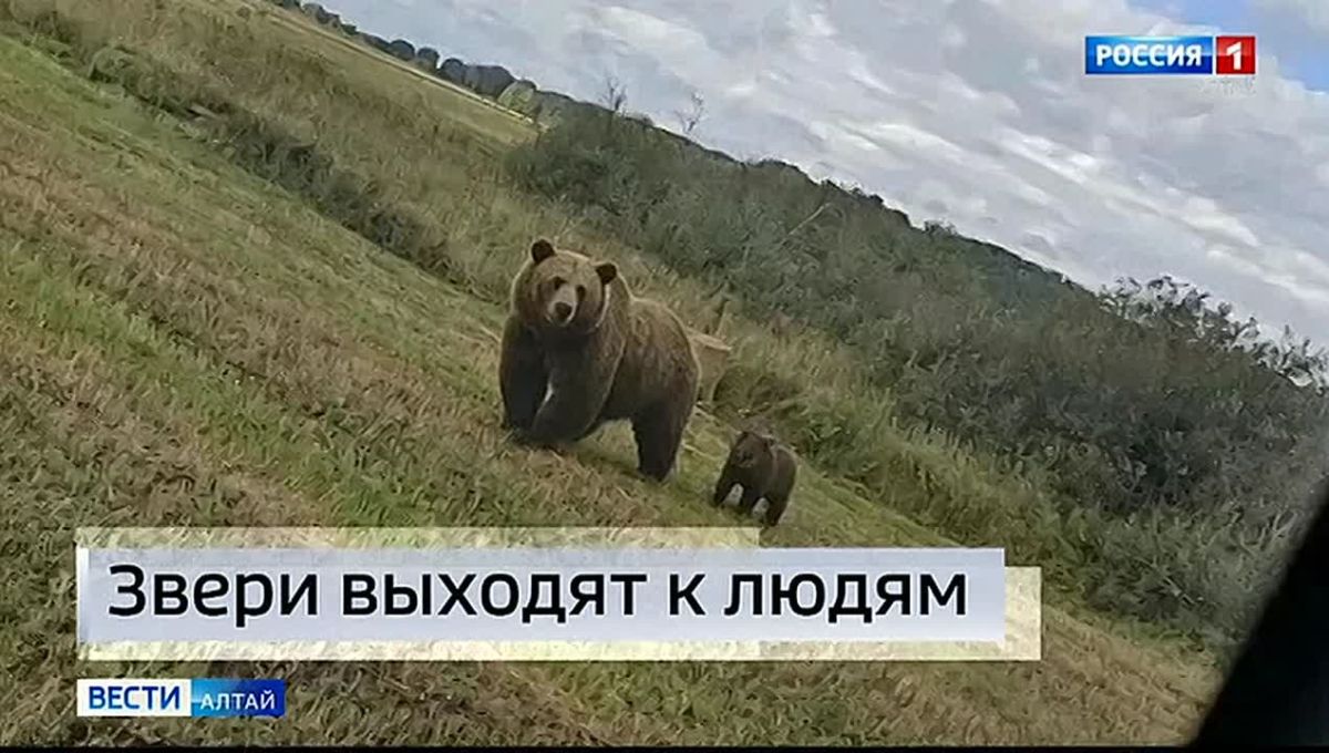 В Заринском районе жители замечают бурых медведей, которые покинули привычные места обитания