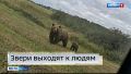 В Заринском районе жители замечают бурых медведей, которые покинули привычные места обитания