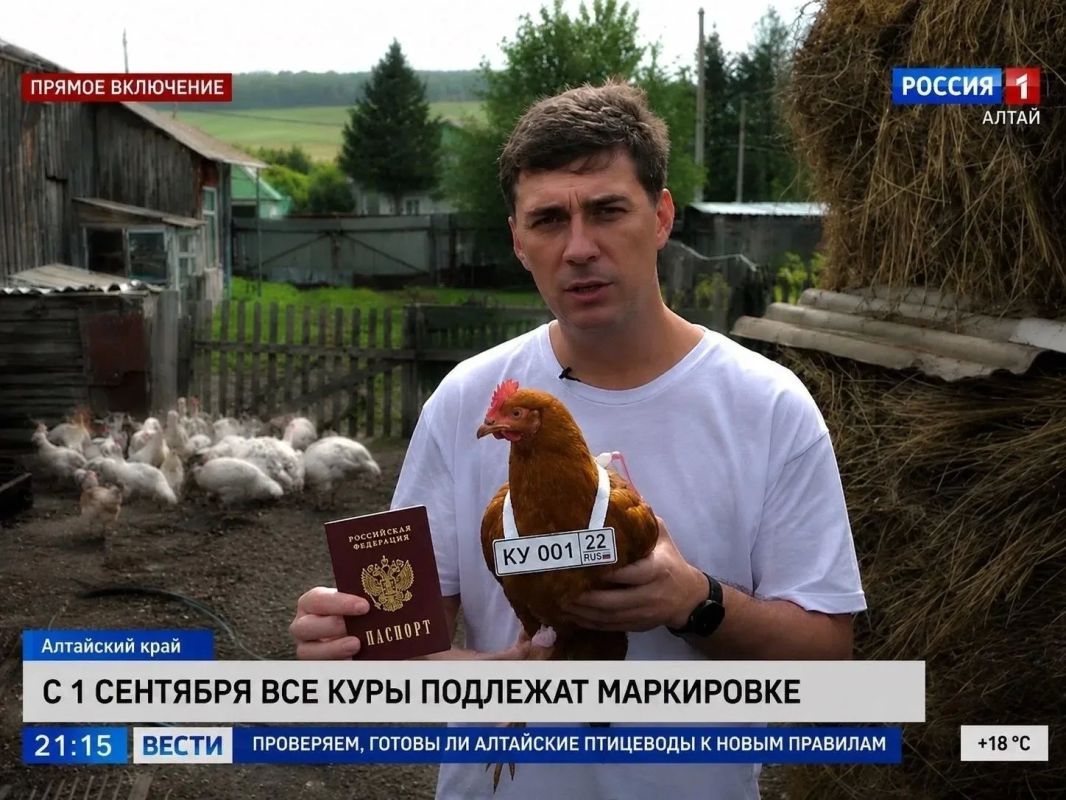 С 1 сентября владельцы кур, уток, гусей (если их в хозяйстве более 10) обязаны регистрировать их в специальной электронной системе С 1 сентября владельцы кур, уток, гусей (если их в хозяйстве более 10) обязаны регистрировать их в специальной электронной системе