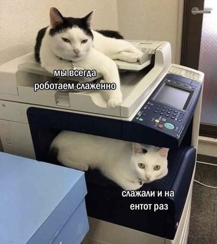 Сотрудники, которые скидывают мемы в общие чаты, работают хуже всех Сотрудники, которые скидывают мемы в общие чаты, работают хуже всех