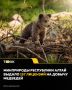 157 лицензий на добычу медведей выдали в Республике Алтай