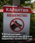 Новый очаг бешенства обнаружили в Ельцовском районе Алтайского края