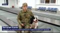 Туристы, прилетевшие в аэропорт Барнаула из Вьетнама, в 46-й раз нарушили закон