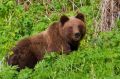 Медведя заметили 12 сентября на трассе Барнаул — Кемерово