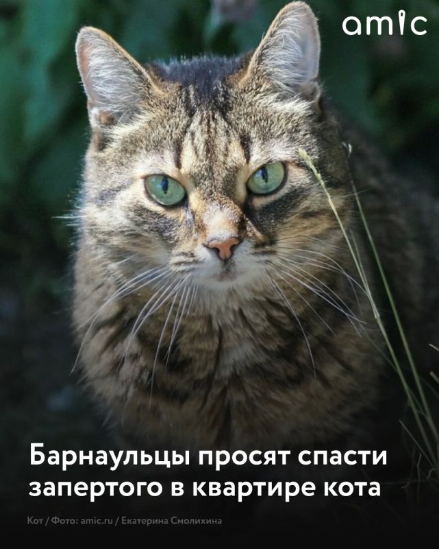 Жительница Барнаула сообщила о коте, которого заперли в квартире на несколько суток на улице Антона Петрова, 156