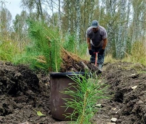 Этой осенью в лесах Алтайского края высадят около полумиллиона деревьев