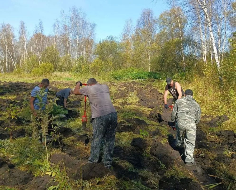 Этой осенью в лесах Алтайского края высадят около полумиллиона деревьев Этой осенью в лесах Алтайского края высадят около полумиллиона деревьев