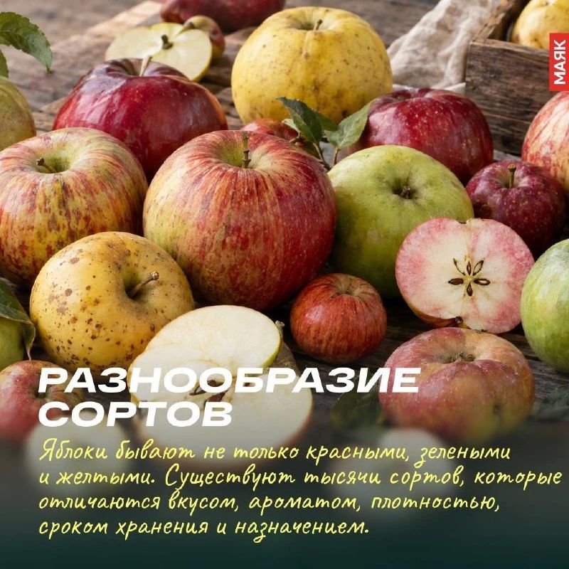 19 сентября отмечается Международный день поедания яблок — отличный повод вспомнить о фрукте, который знаком каждому с детства 19 сентября отмечается Международный день поедания яблок — отличный повод вспомнить о фрукте, который знаком каждому с детства