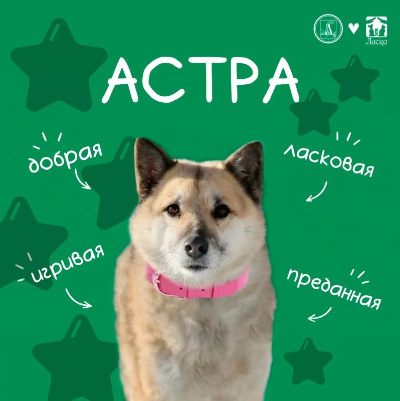 Дорогие подписчики!. Знакомьтесь — АСТРА! Добрая, ласковая и по-настоящему солнечная собачка