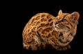 Ученые впервые за 100 лет открыли новый вид диких кошек