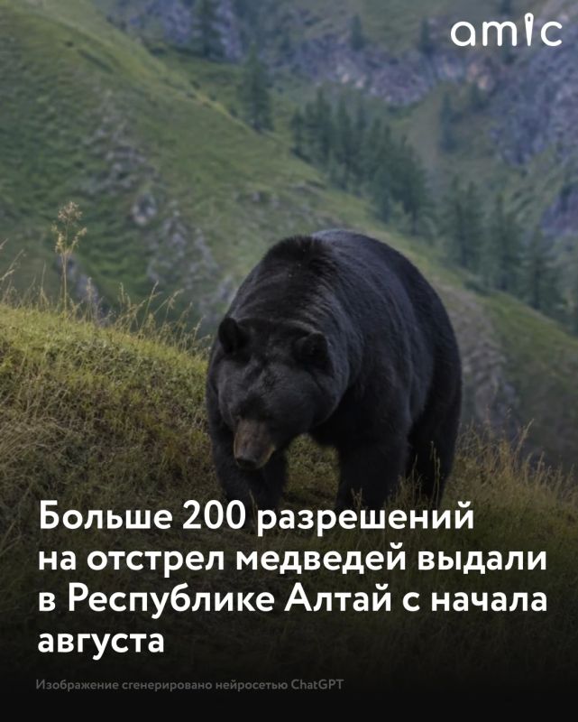 Минприроды Республики Алтай выдало 203 разрешения на регулирование численности медведей с начала августа по 17 сентября 2026 года