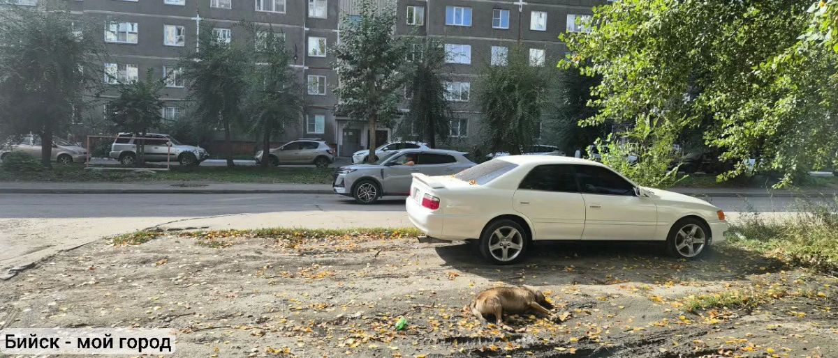 Улица Стахановская, в районе дома № 6, на обочине умерла собака