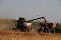 Хозяйства Алтайского края намолотили 3,1 млн тонн зерна