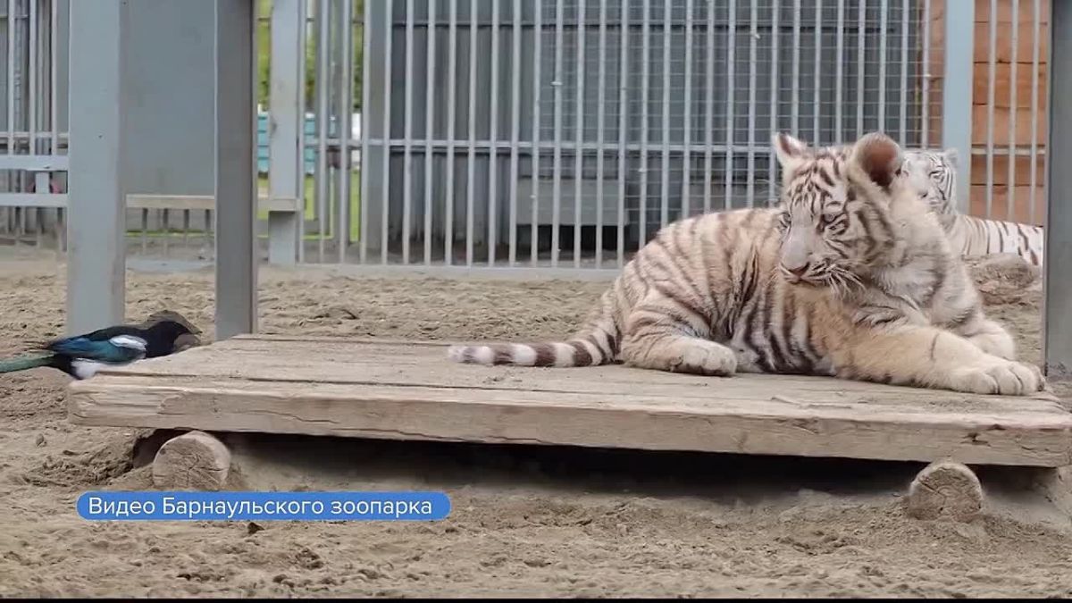 В Барнауле бесстрашная сорока решила встретить утро на хвосте у бенгальского тигра