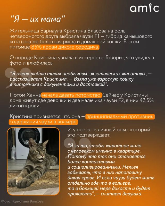 Хозяева милых домашних котиков сейчас вздрогнут Хозяева милых домашних котиков сейчас вздрогнут
