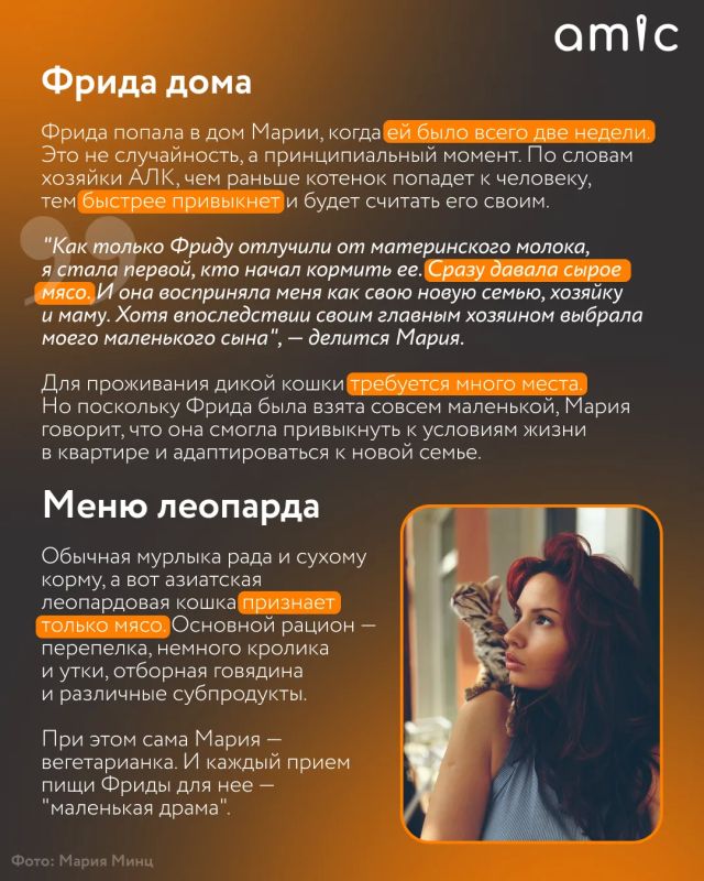 Хозяева милых домашних котиков сейчас вздрогнут Хозяева милых домашних котиков сейчас вздрогнут