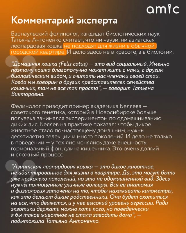 Хозяева милых домашних котиков сейчас вздрогнут Хозяева милых домашних котиков сейчас вздрогнут