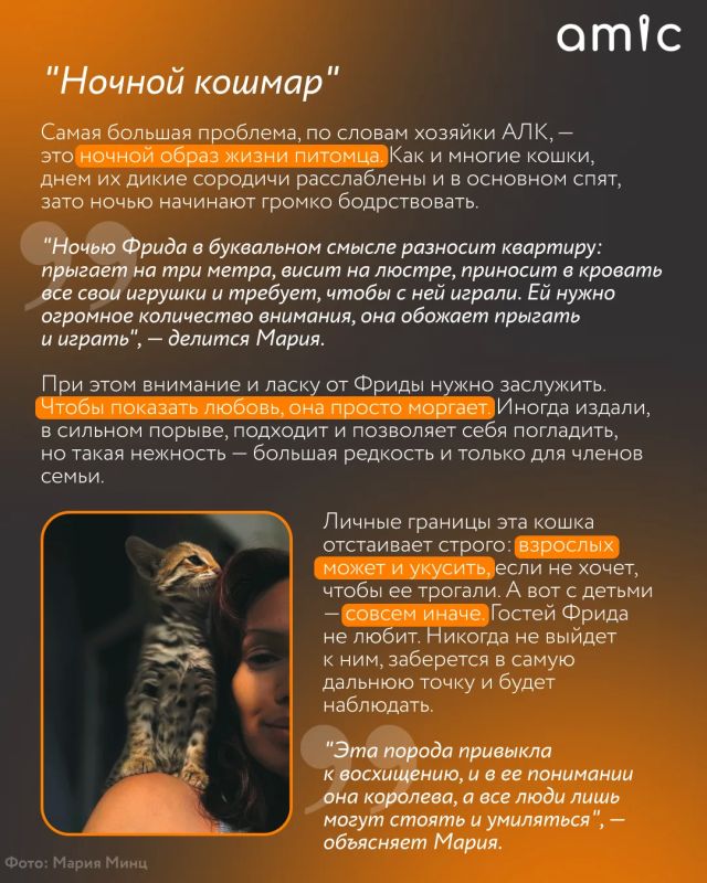 Хозяева милых домашних котиков сейчас вздрогнут Хозяева милых домашних котиков сейчас вздрогнут