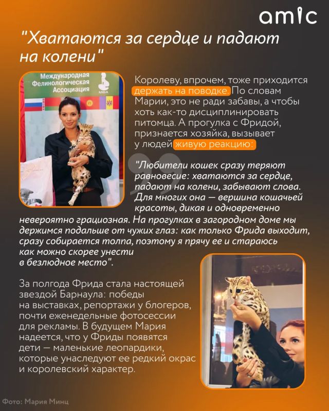 Хозяева милых домашних котиков сейчас вздрогнут Хозяева милых домашних котиков сейчас вздрогнут