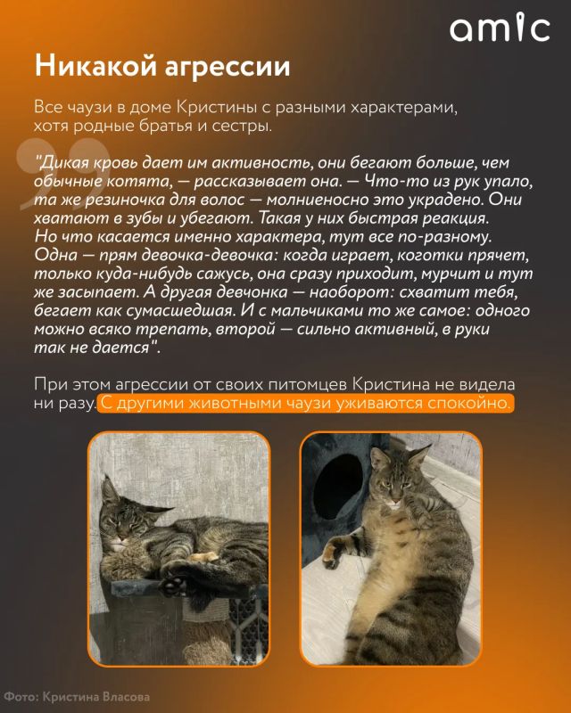 Хозяева милых домашних котиков сейчас вздрогнут Хозяева милых домашних котиков сейчас вздрогнут