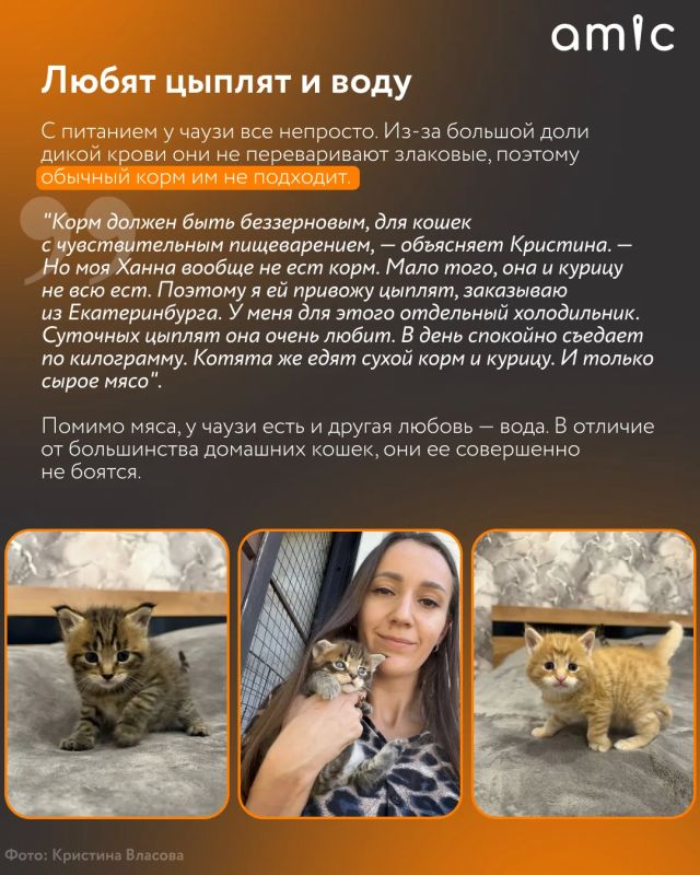Хозяева милых домашних котиков сейчас вздрогнут Хозяева милых домашних котиков сейчас вздрогнут