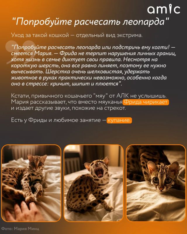Хозяева милых домашних котиков сейчас вздрогнут Хозяева милых домашних котиков сейчас вздрогнут