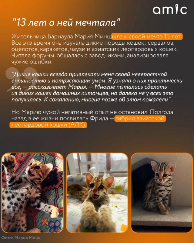 Хозяева милых домашних котиков сейчас вздрогнут Хозяева милых домашних котиков сейчас вздрогнут