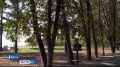 В Барнауле продолжают обновлять зелёные насаждения