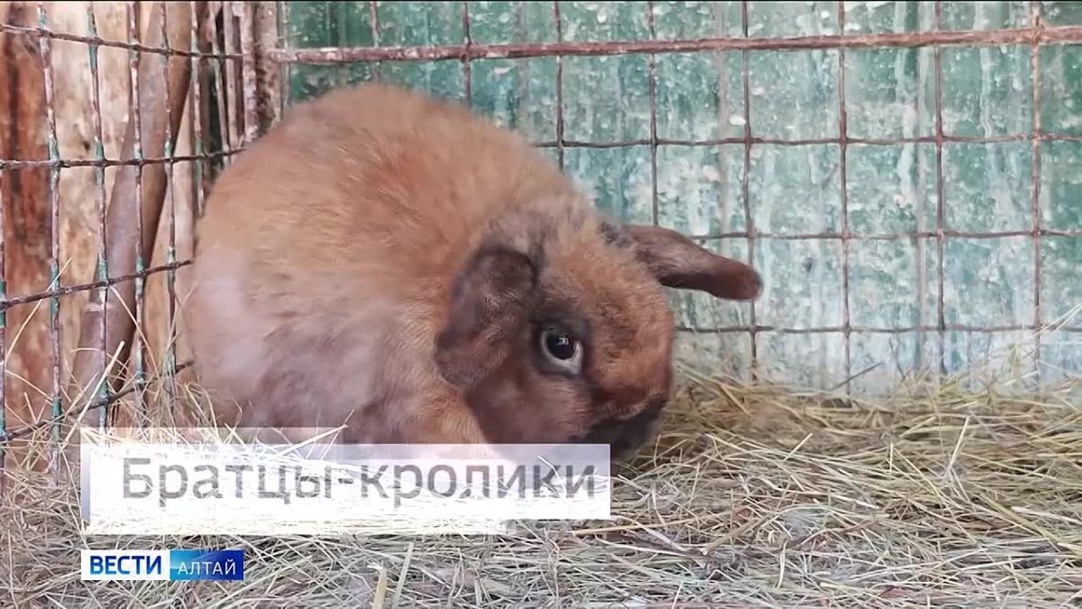 В Международный день кролика «Вести» побывали в барнаульском зоопарке