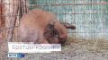 В Международный день кролика «Вести» побывали в барнаульском зоопарке
