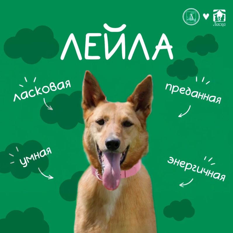 Дорогие подписчики!. Знакомьтесь — ЛЕЙЛА! Рыжая искра позитива и настоящий друг, который ждёт своего человека